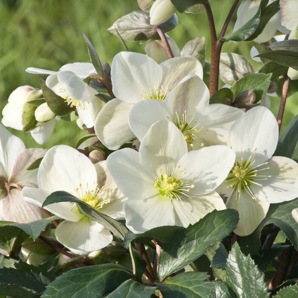 Bakker Emma hellébore plante terrasse 1,5L blanche