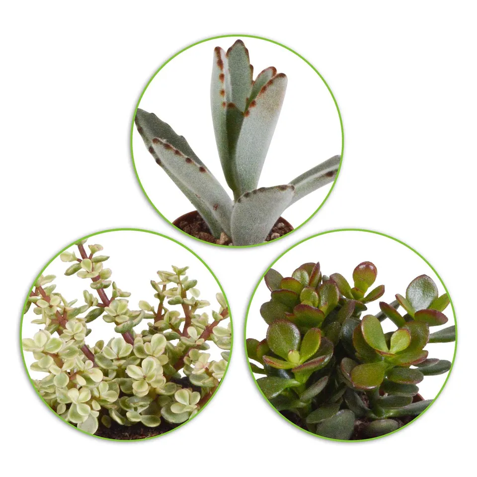 Bakker Collection 5 Succulentes plante grasse 5 pots 5,5 cm