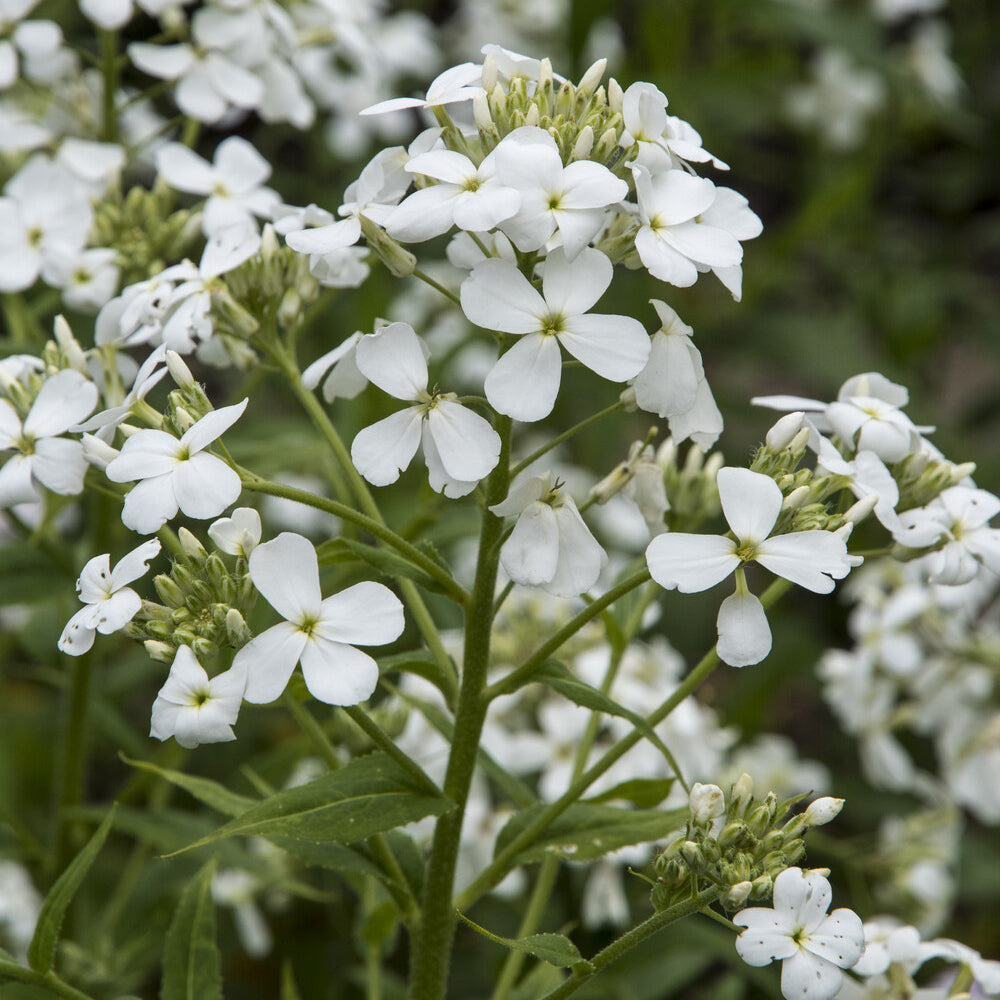Bakker Julienne des Dames blanche vivace pot Ø9cm parfumée