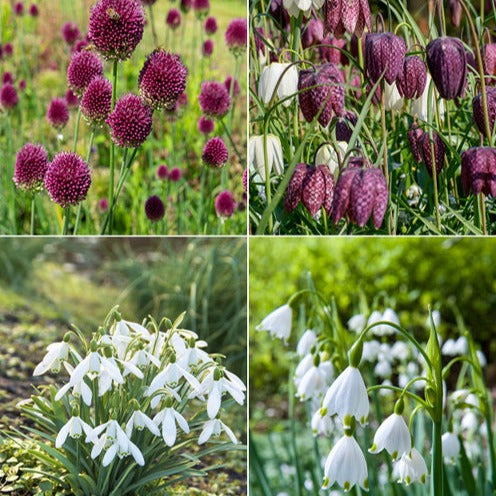 Bakker Bulbes Butterfly Food mélange sachet 70 bulbes