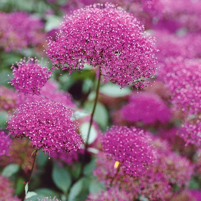 Bakker Trachélies fuchsia paquet 3 racines nues parfumées