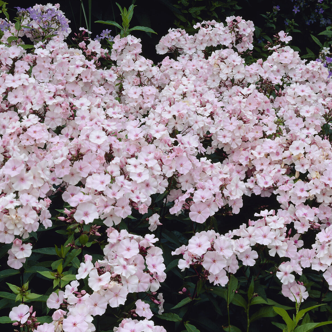 Bakker Phlox paniculé Rosa Pastel vivace pot 9cm fleur rose