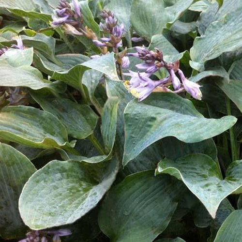 Bakker Hosta Winfield Blue funkia bleue vivace pot 3L