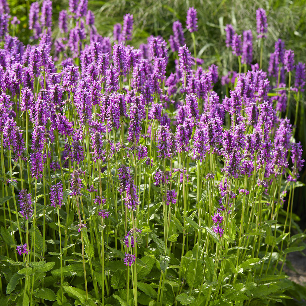 Bakker Epiaire Hummelo Bétoine violette plante vivace pot 9cm