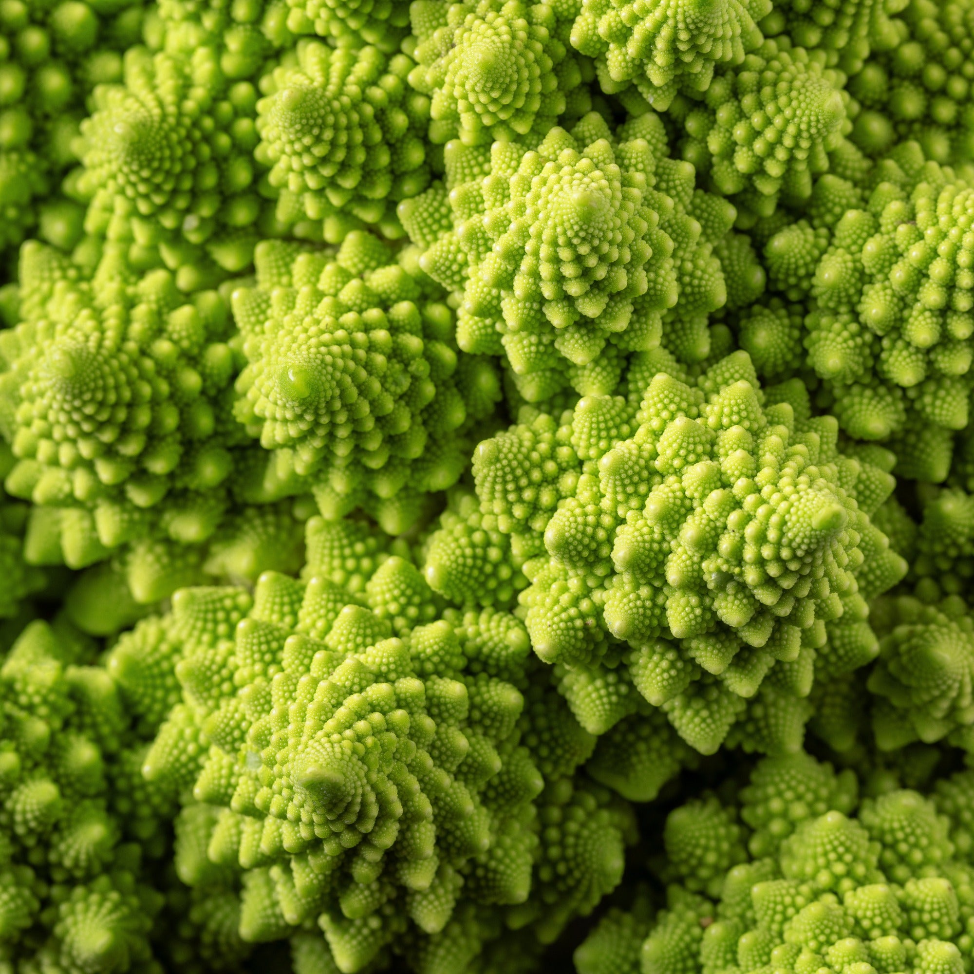 Bakker Potager Chou brocoli Romanesco graines 1g