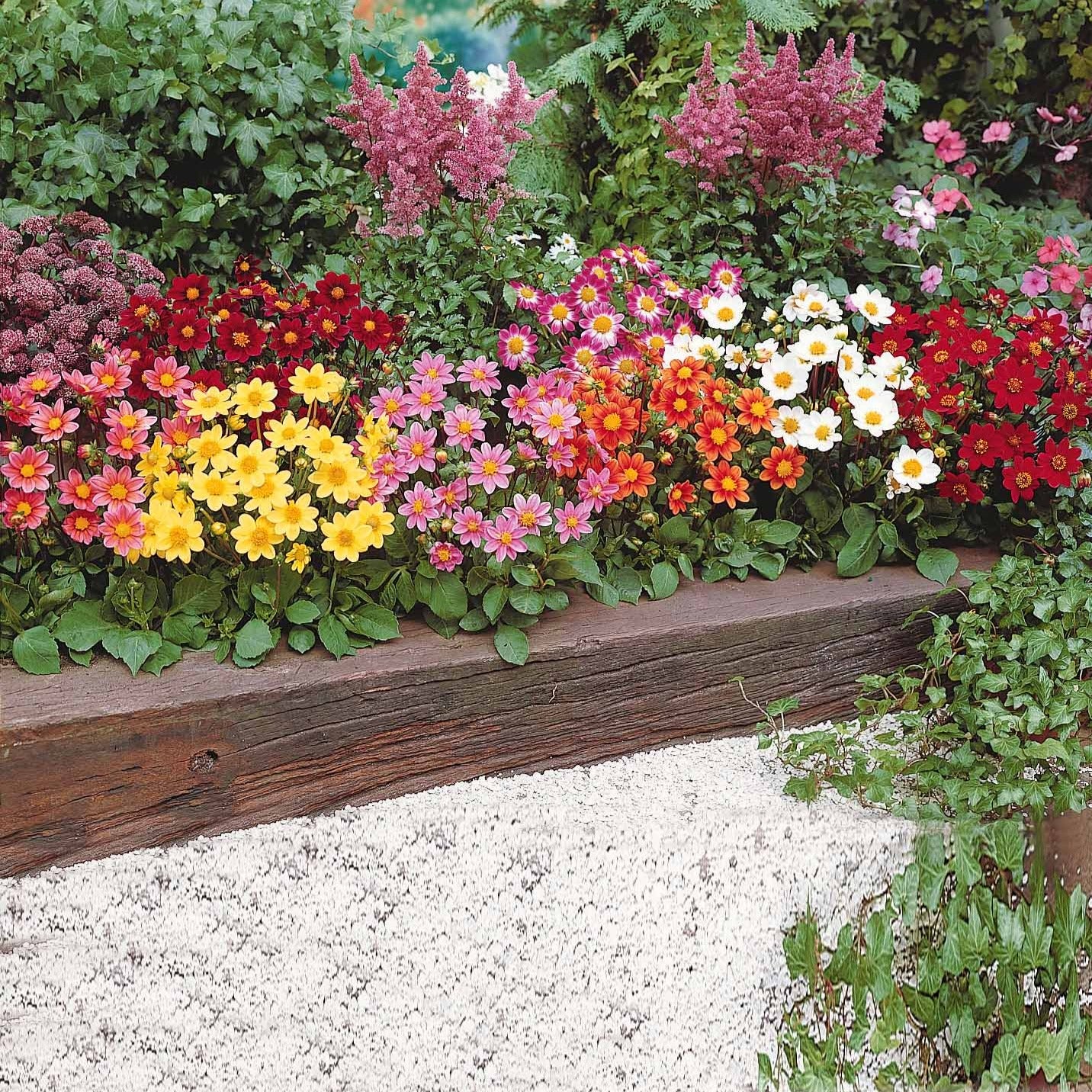 Bakker Dahlia miniature Topmix 5 bulbes mélange compact
