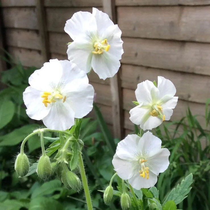 Passion Vivaces Geranium phaeum Album vivace godet blanc ombre