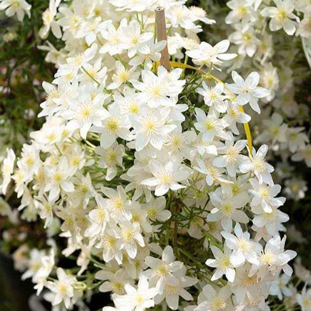 Bakker Early Sensation clématite grimpante pot 2L blanche