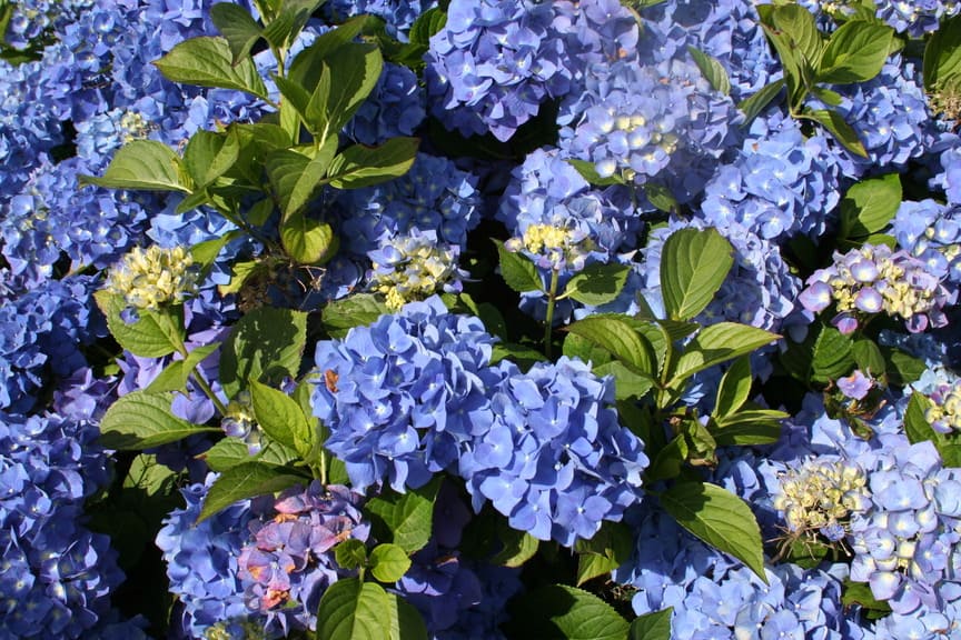 Les Hortensias du Haut Bois Enziandom hortensia macrophylla bleu