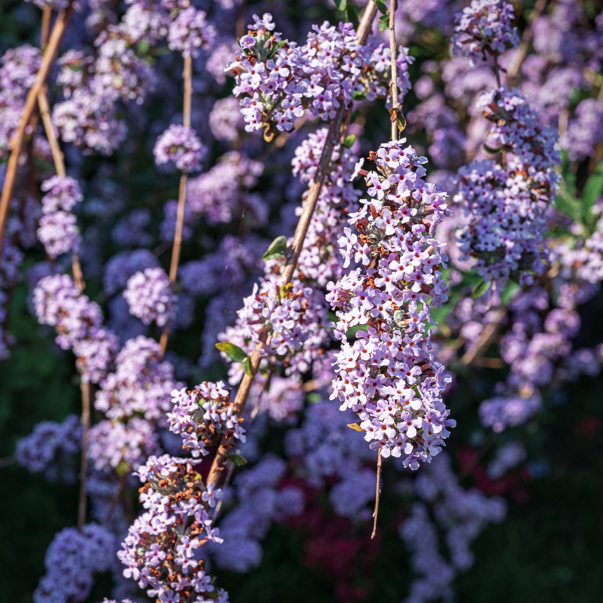 Bakker Arbre à papillons feuilles alternes pot 9cm violet