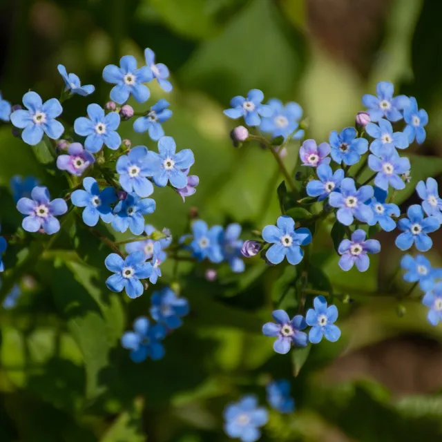 Bakker Emerald Mist myosotis vivace racine nue ombre