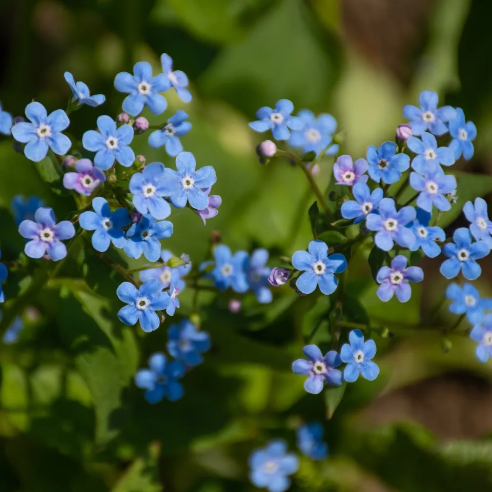 Bakker Emerald Mist myosotis vivace racine nue ombre