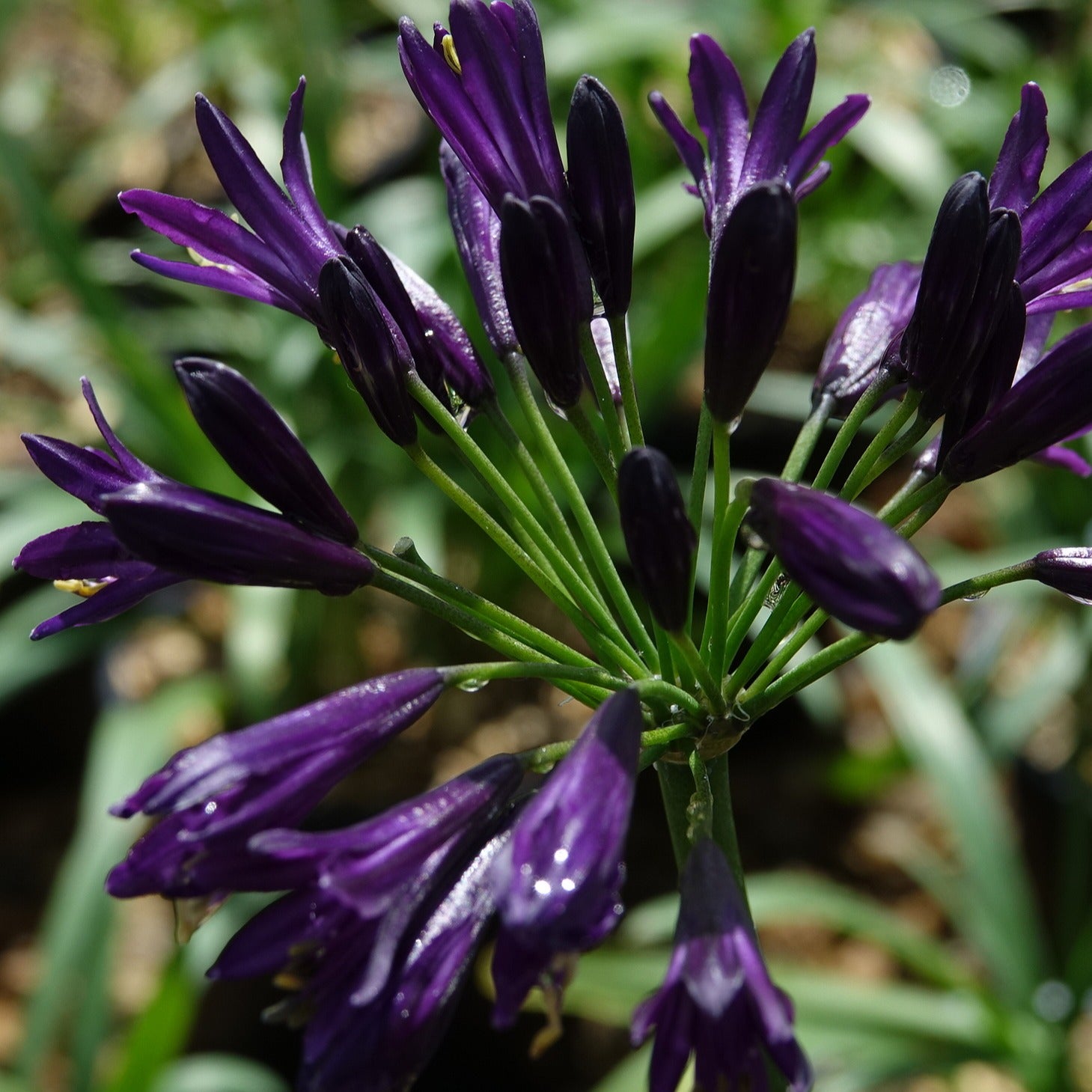 Bakker Agapanthe Pitchoune Violet vivace pot 8cm fleur violette