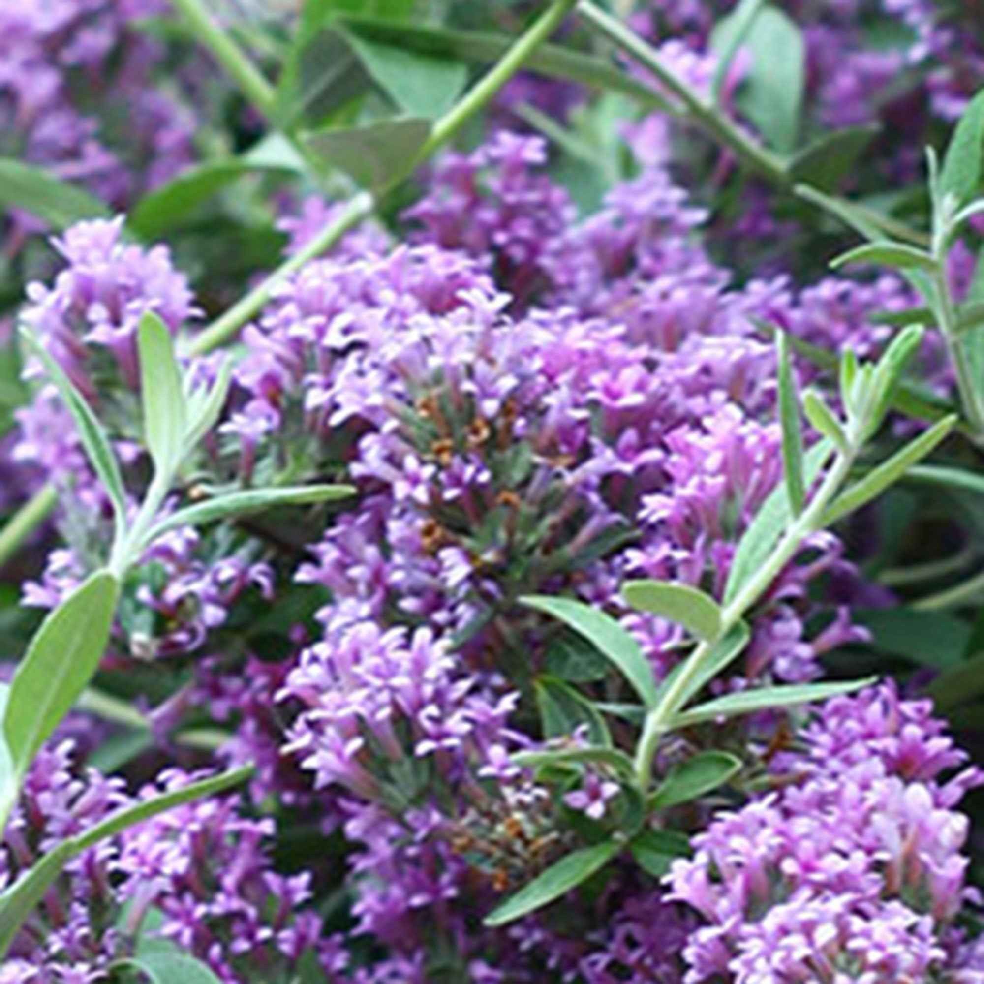Bakker Arbre papillons nain Unique pot 2L violet 20-30cm