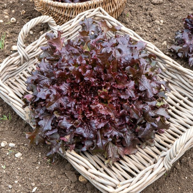 Bakker Potager Collection salades à couper graines 3 sachets