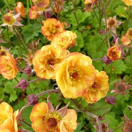 Bakker Benoîte Alabama Slammer vivace pot Ø9cm fleur bicolore