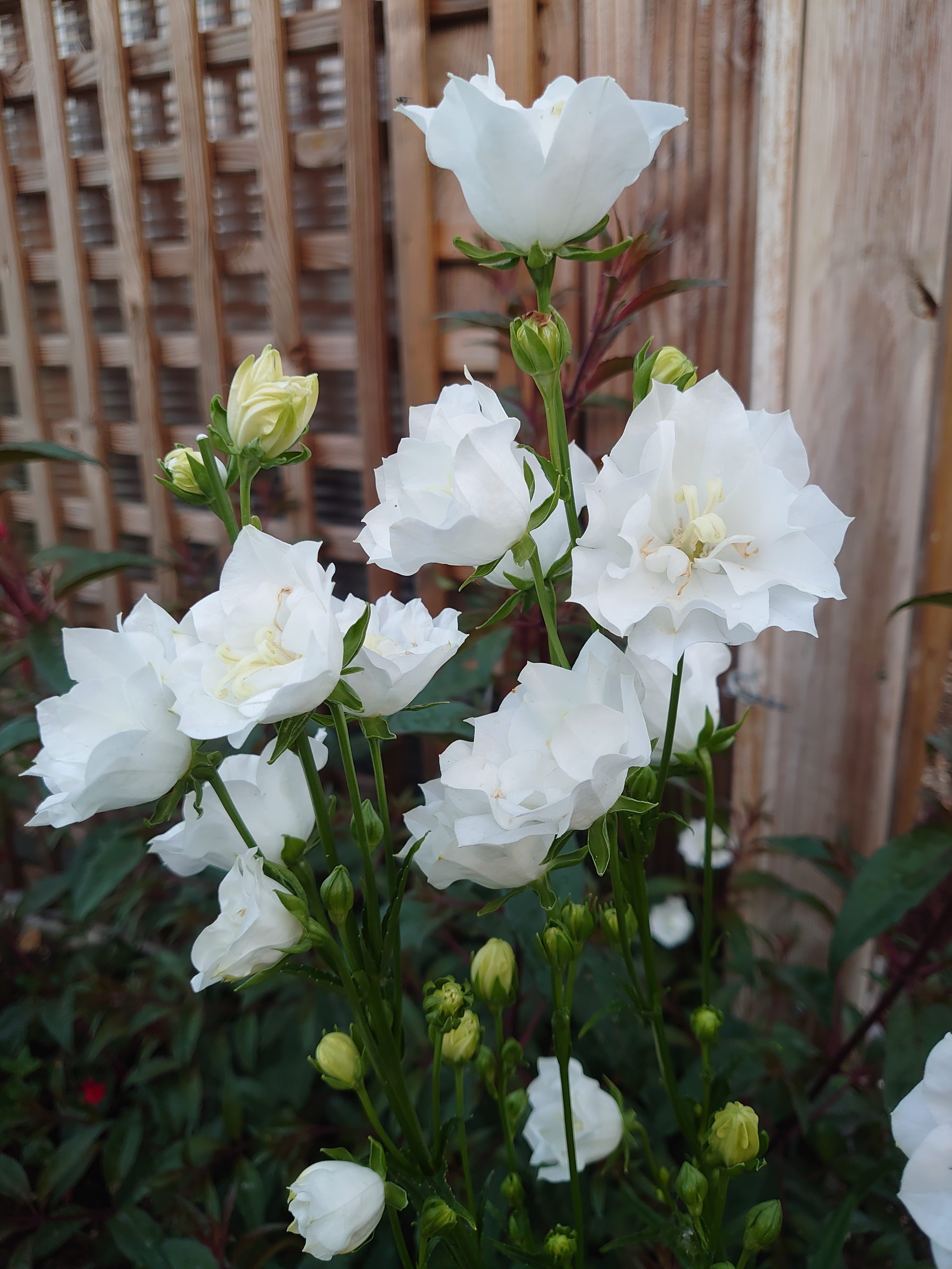 Passion Vivaces Campanula persicifolia Bonne Amie plante pot blanc