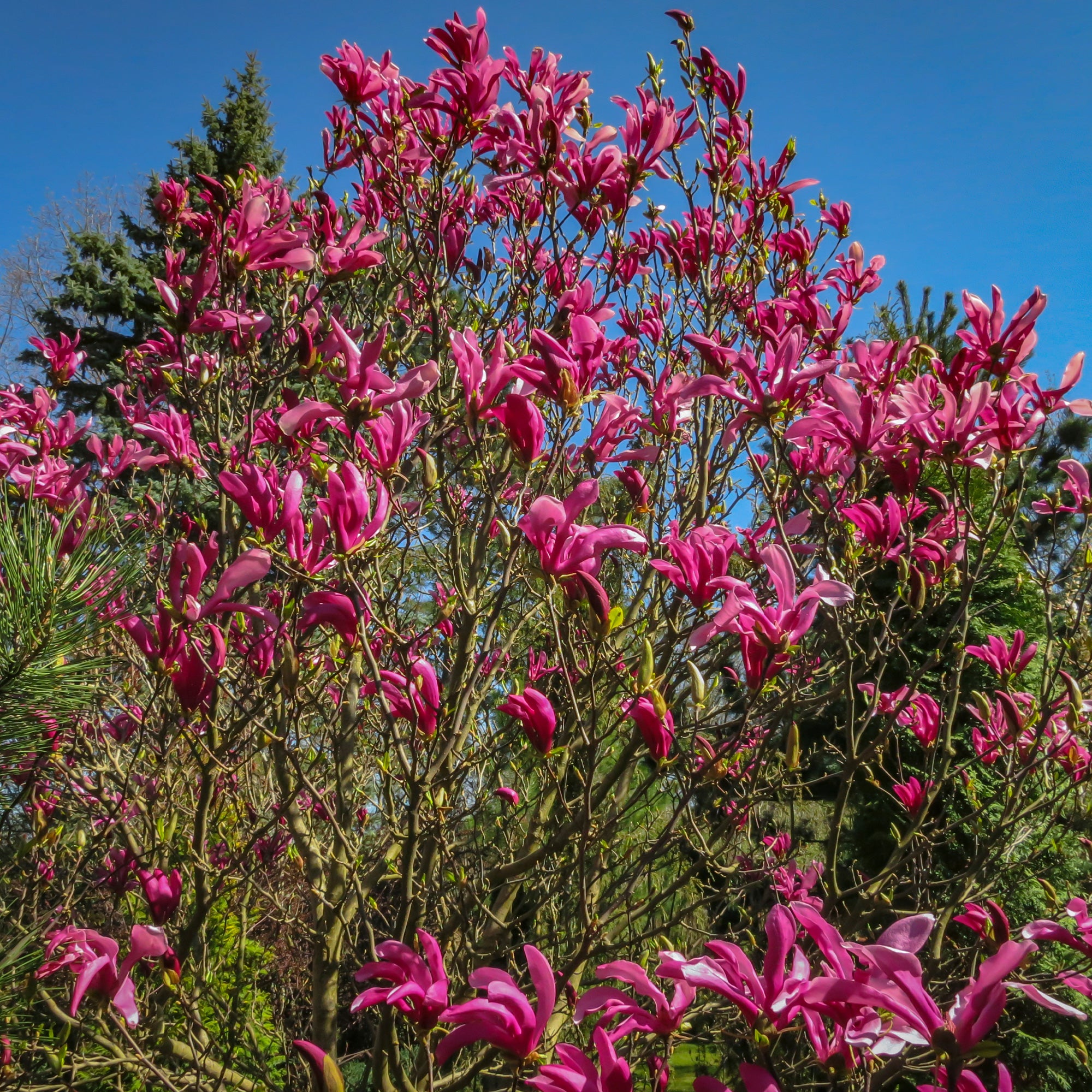 Bakker Magnolia Susan arbuste pot 2L 40-50cm fuchsia