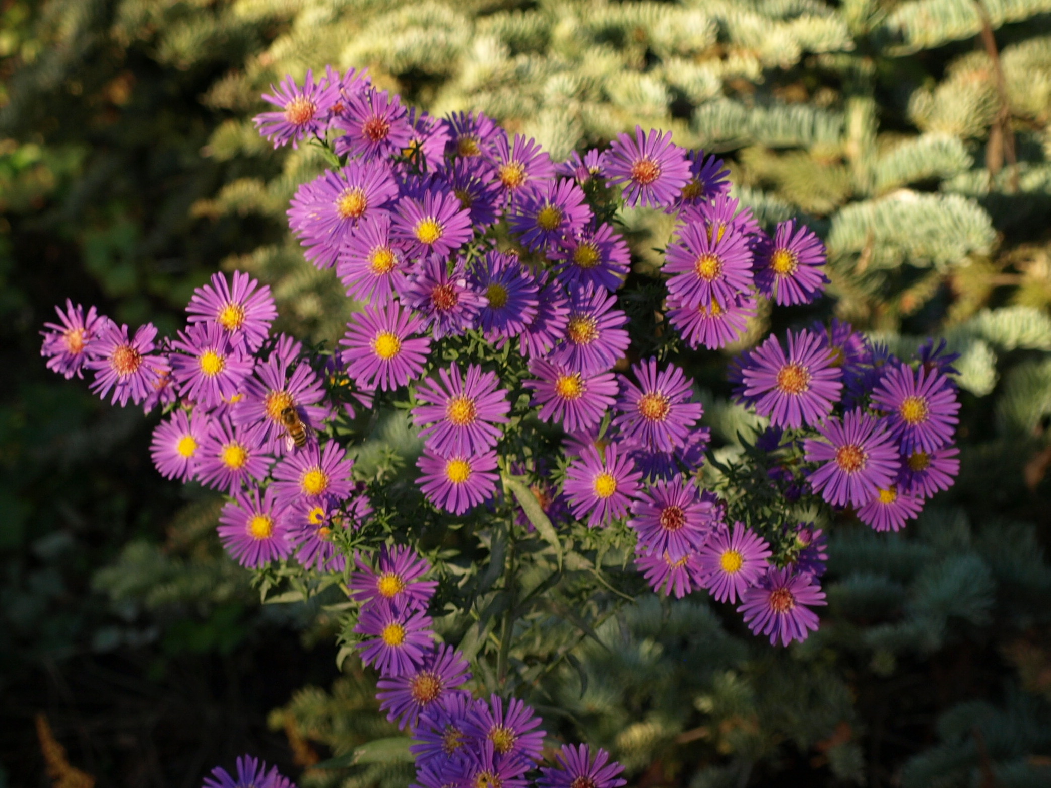 Passion Vivaces Aster novi-belgii Schöne von Dietlikon plante vivace godet violet