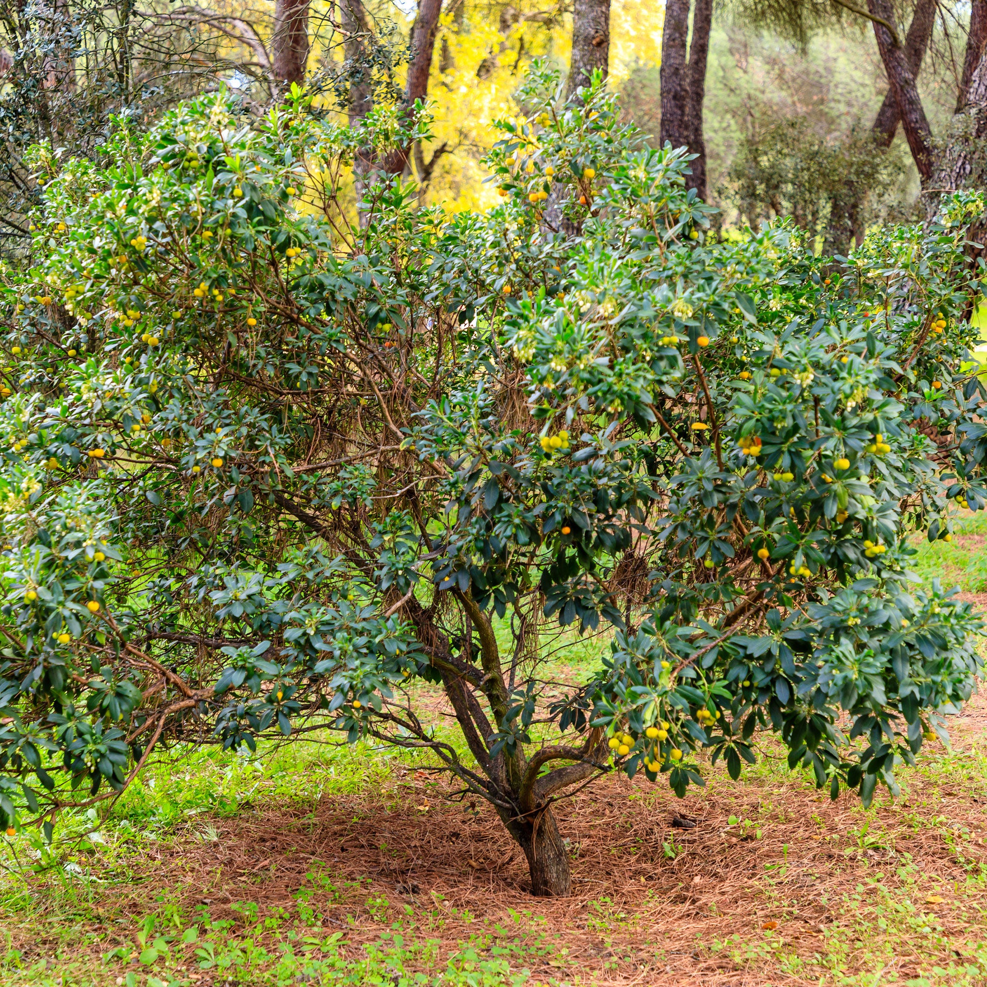 Bakker Arbousier Arbutus unedo pot 9cm 15-20cm persistant