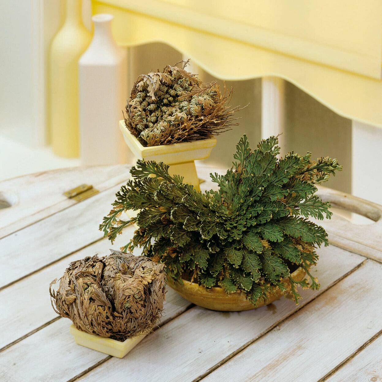 Bakker Rose de Jéricho plante d'intérieur boule verte