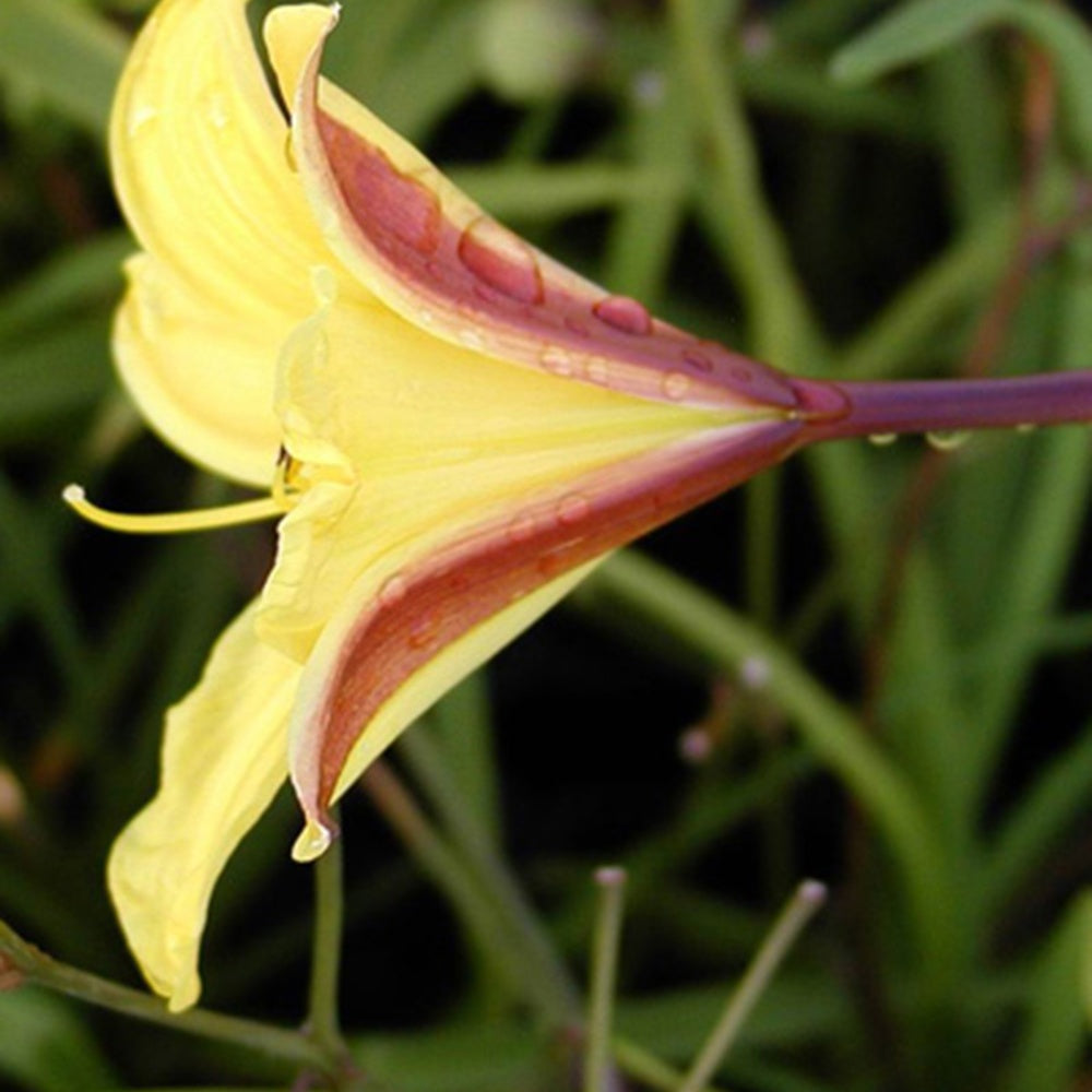 Bakker Hémérocalle Corky plante vivace pot 8cm jaune