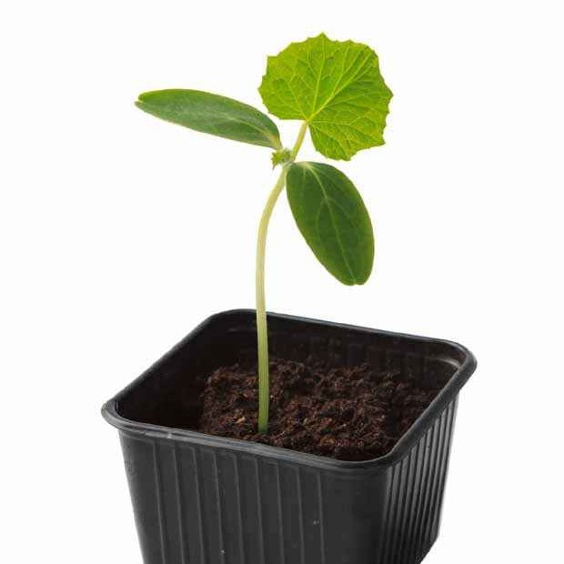 Bakker Concombre Gynial F1 3 plants Ø10,5cm sans amertume