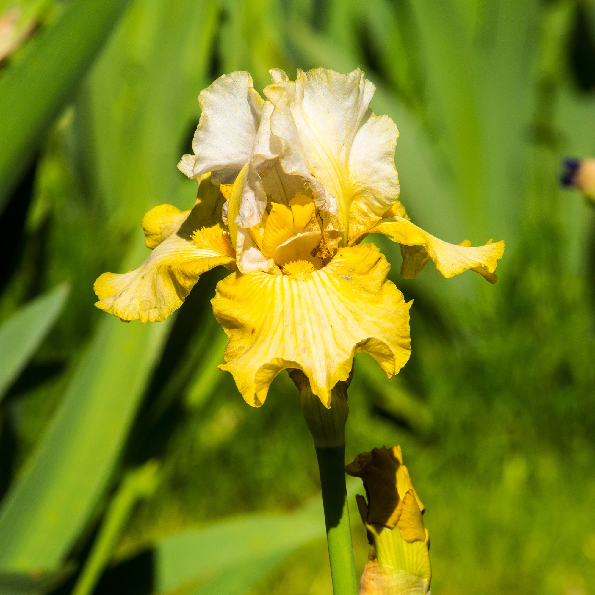 Bakker Iris Sangreal iris de jardin jaune lot de 2