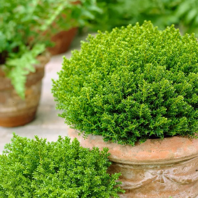 Bakker Hebe Emerald Green pot 2L boule persistante fleurs blanches