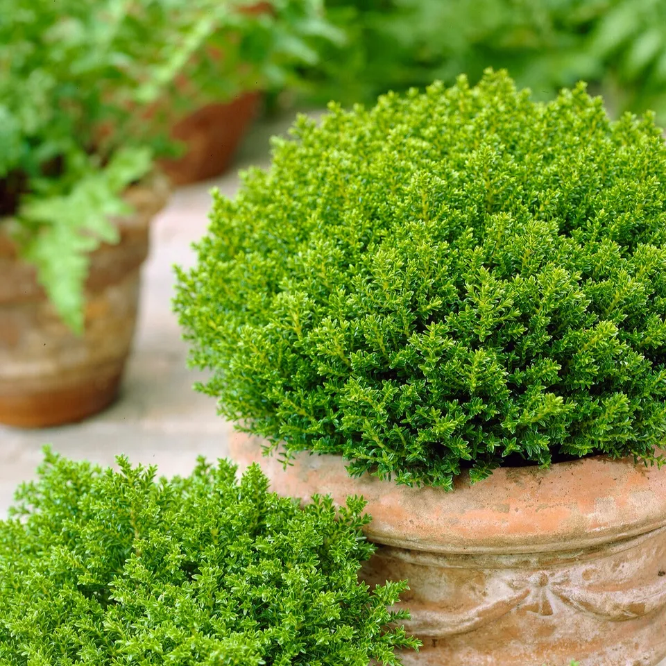 Bakker Hebe Emerald Green pot 2L boule persistante fleurs blanches