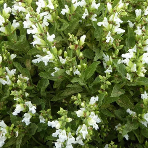 Bakker Sauge officinale fleurs blanches plante vivace pot 9cm