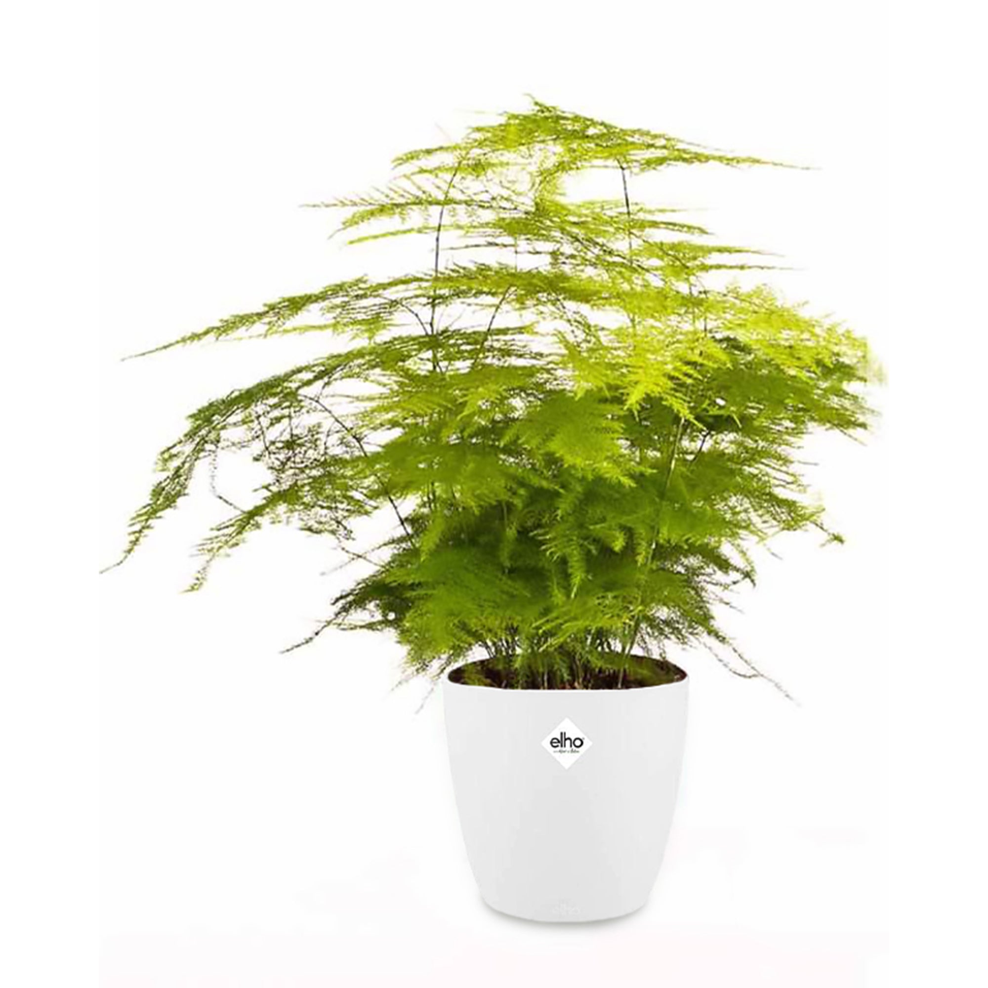 Bakker Asperge plante verte 2 pots Ø12cm cache-pot blanc