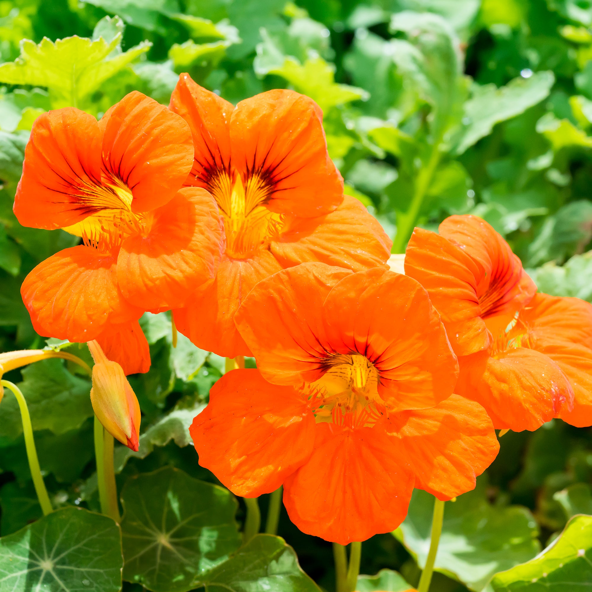 Bakker Capucine orange plante terrasse pot 13cm comestible soleil