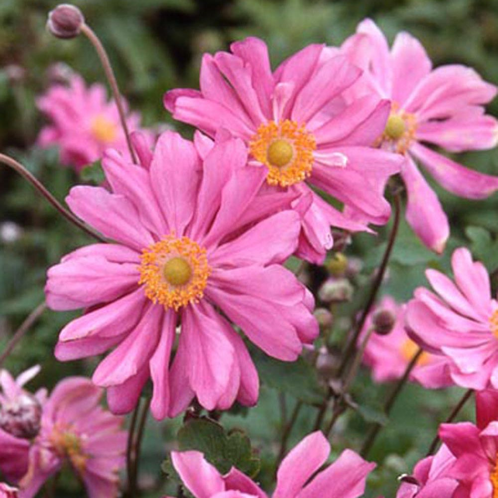 Bakker Plantes vivaces Anémone Japon Prinz Heinrich fuchsia pot 8cm