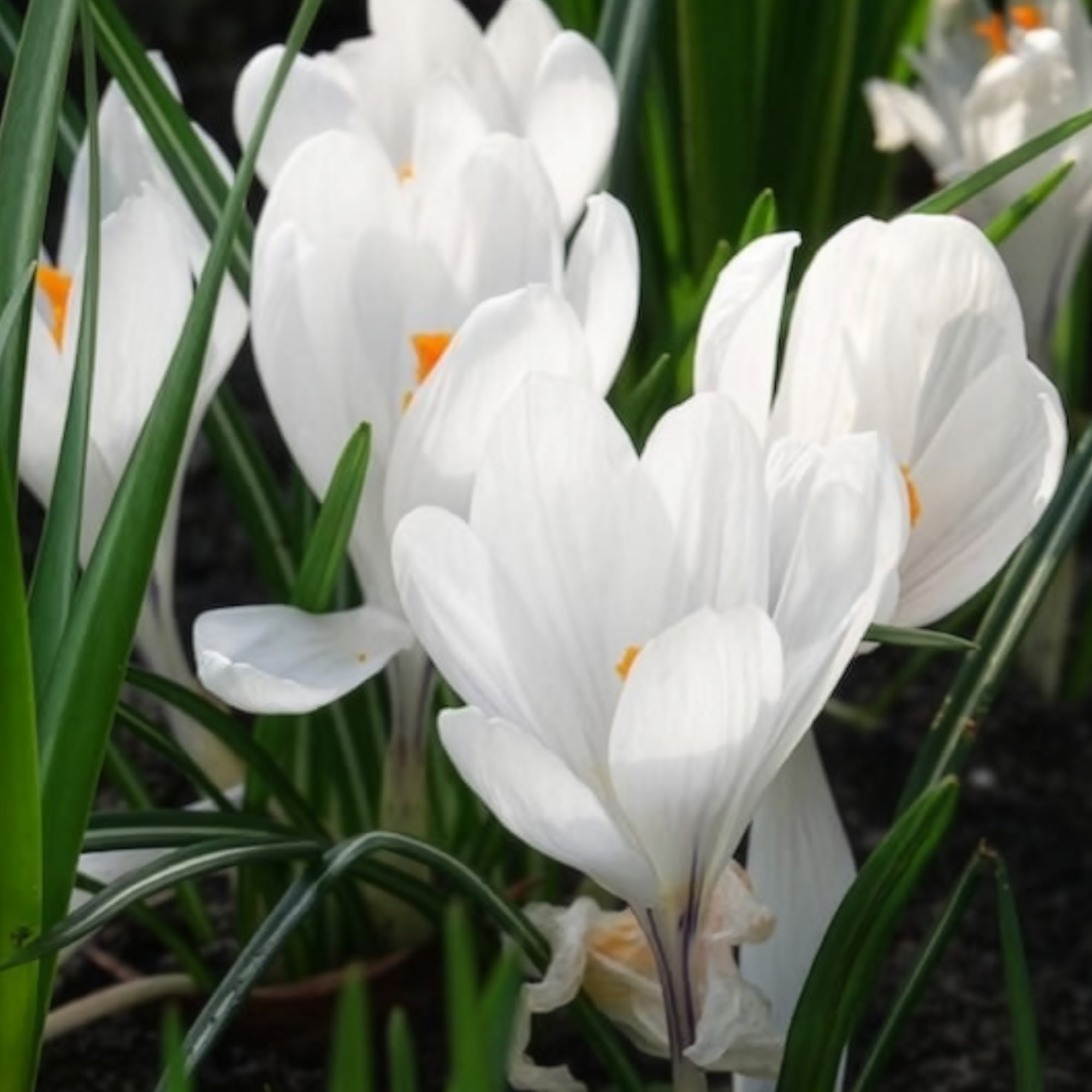 Bakker Jeanne d'Arc crocus blanc sachet 15 bulbes