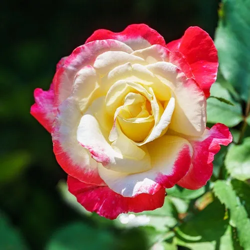 Bakker Double Delight rosier buisson motte 3+ branches parfumé
