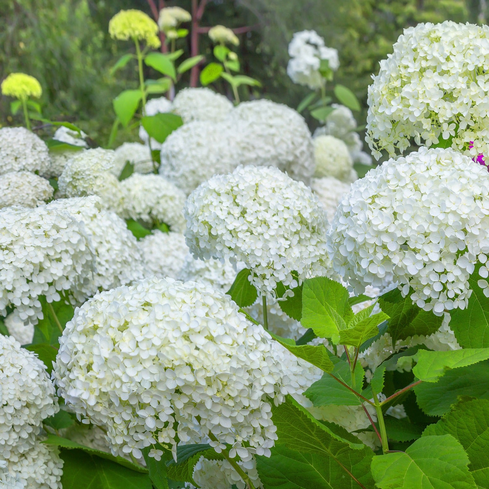 Bakker Hortensia Annabelle arbuste fleuri 1,5L boule blanche