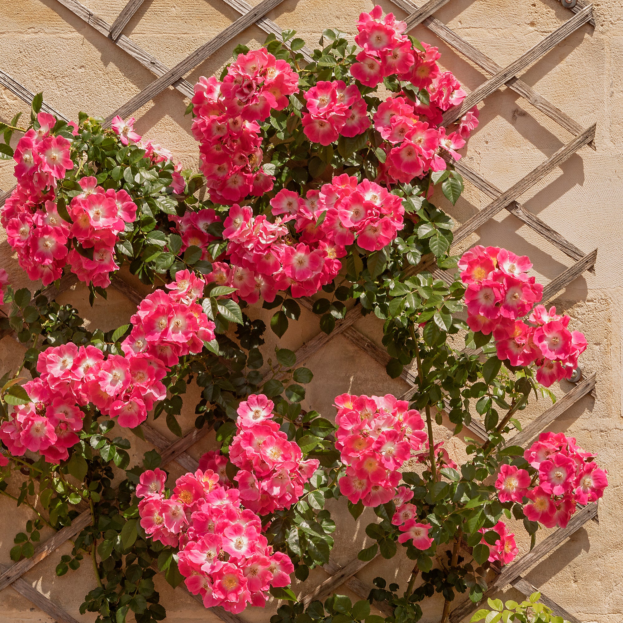 Bakker Rosier liane American Pillar grimpant pot 4L rose vif