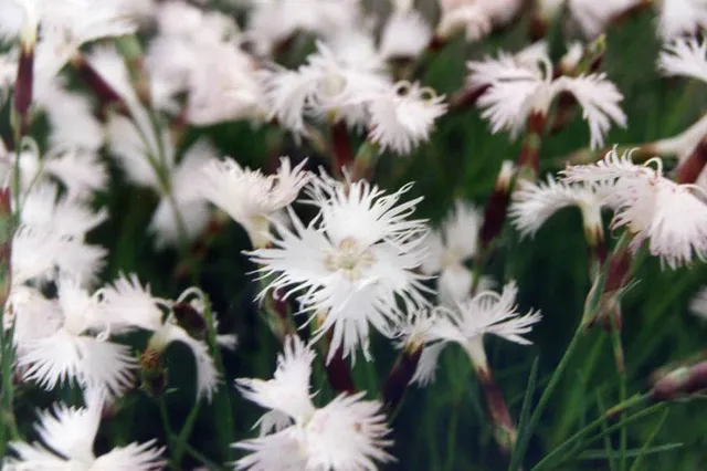 Passion Vivaces Dianthus spiculifolius œillet parfumé blanc rosé