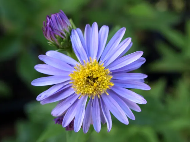 Passion Vivaces Aster laevis Climax plante vivace godet bleu mauve