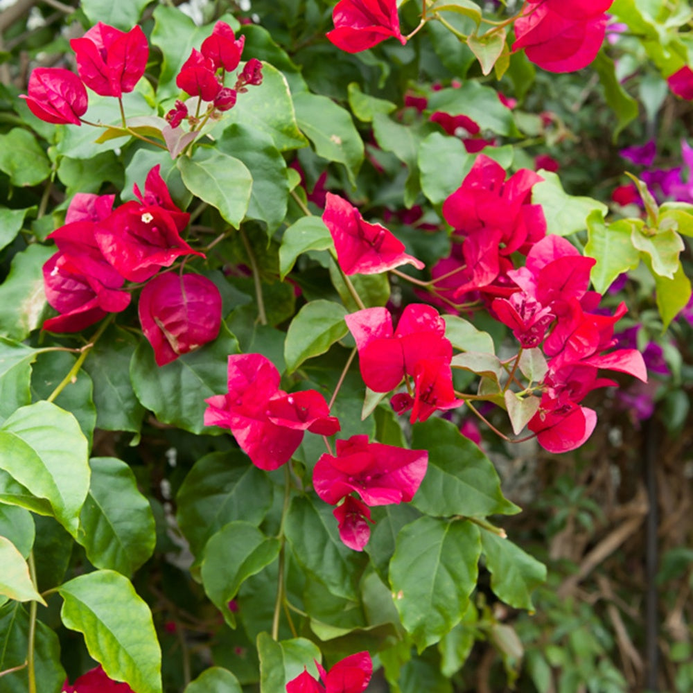 Bakker Bougainvillier Rouge plante grimpante pot Ø12cm fleur rouge