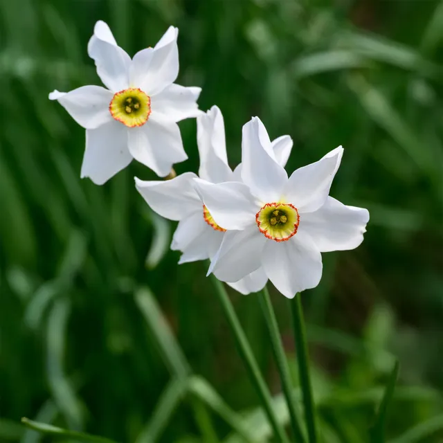 Bakker Bulbes à fleurs Narcisses Recurvus 10 bulbes parfumé