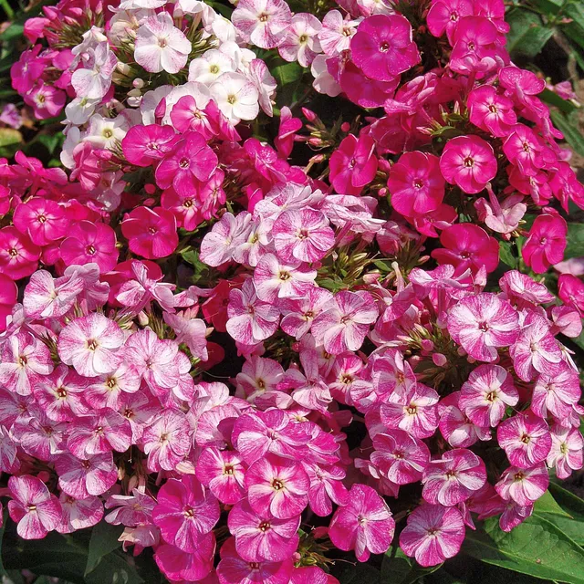 Bakker Phlox Pot Pourri vivace rose paquet 3 racines nues