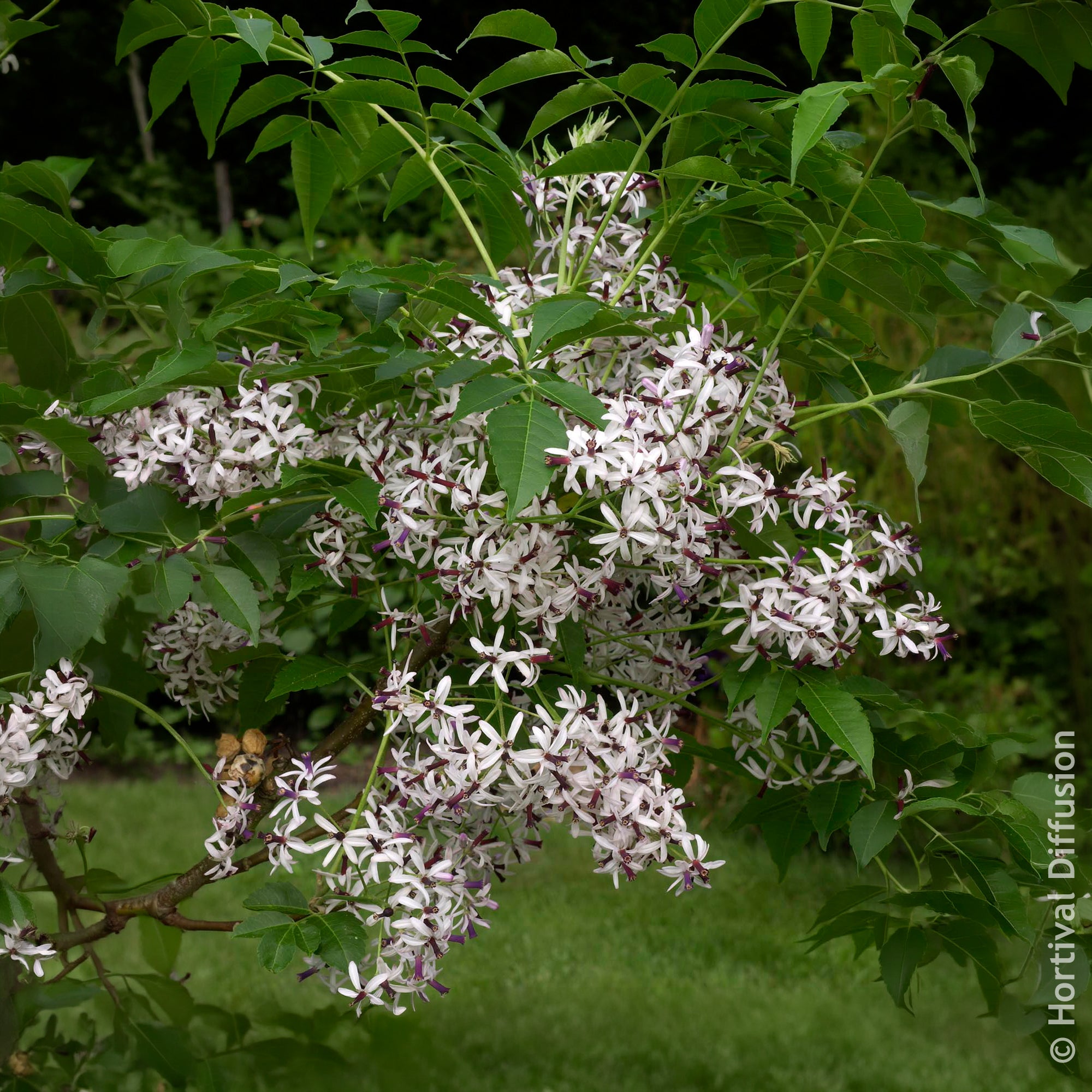 Bakker Margousier Lilas de Perse arbre violet 1L