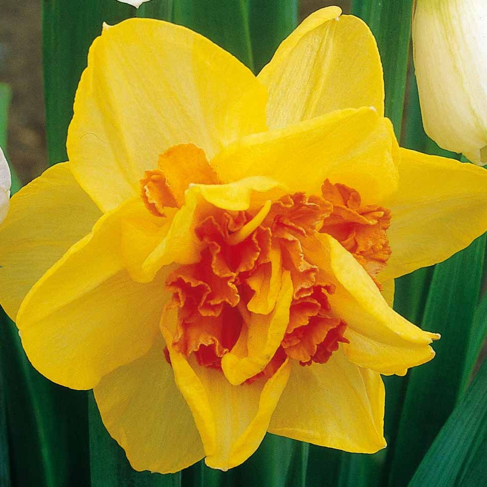 Bakker Tahiti narcisse double sachet 10 bulbes jaune