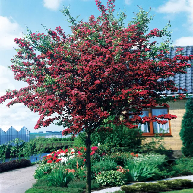 Bakker Aubépine rouge Paul Scarlet racine nue 60-80cm