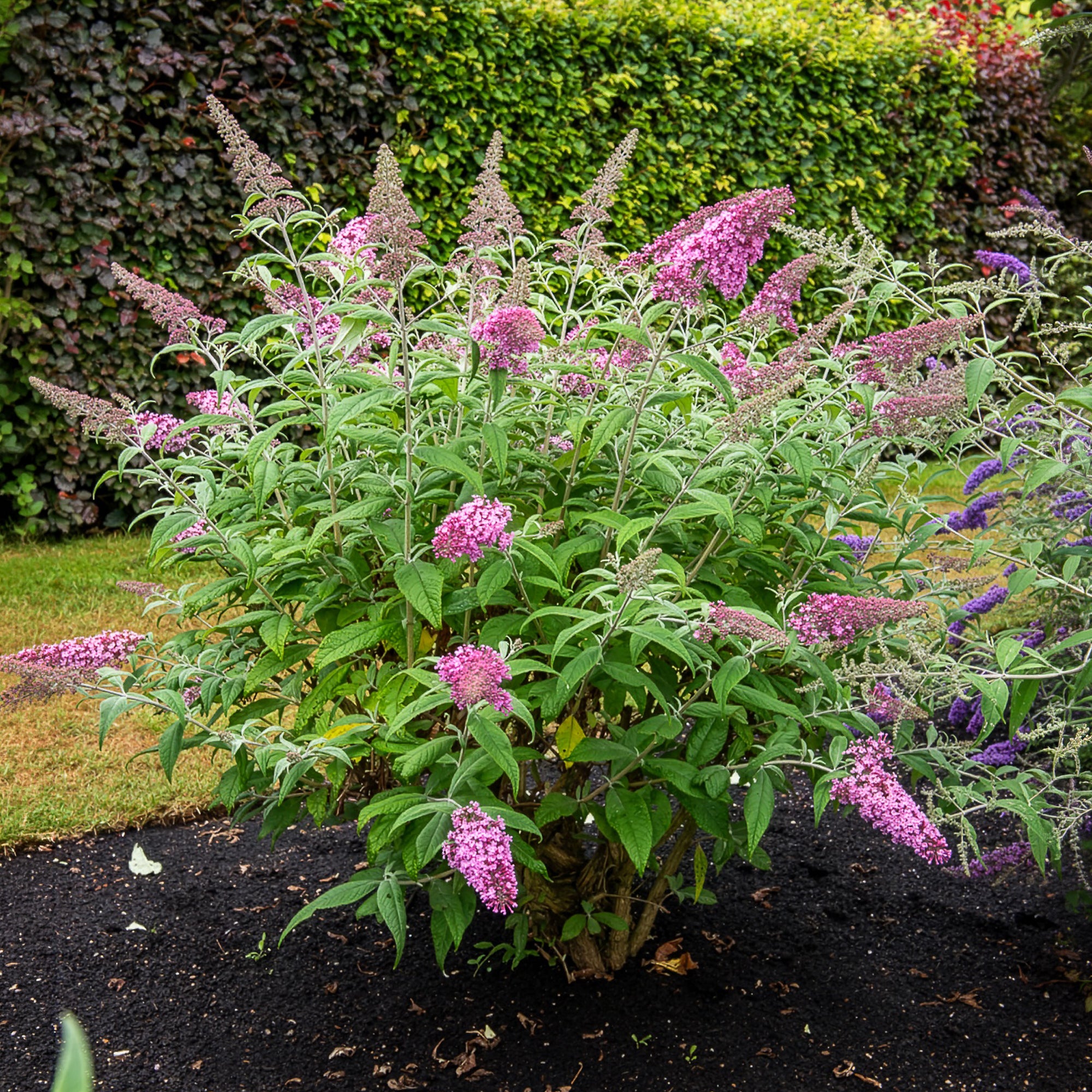 Bakker Pink Delight buddleia arbuste pot 2L 40-50cm rose
