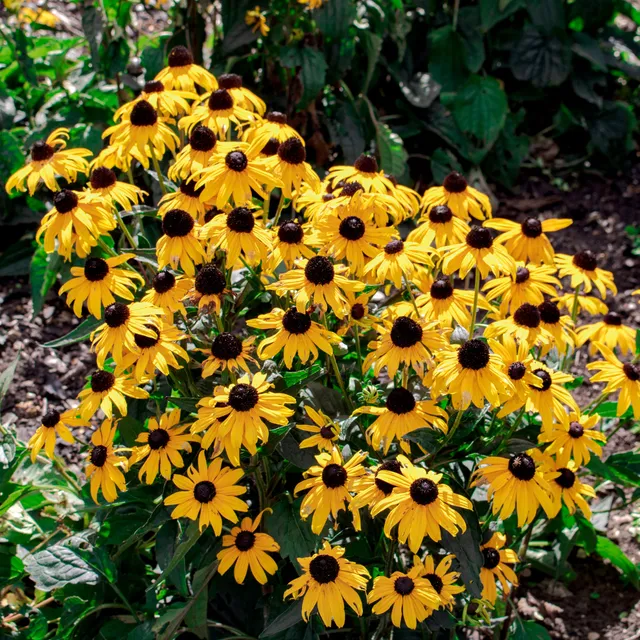 Bakker Rudbeckia Early Bird Gold vivace pot 9cm jaune