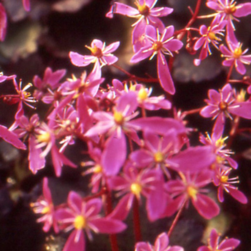 Bakker Saxifrage Black Ruby vivace pot 8cm floraison automne