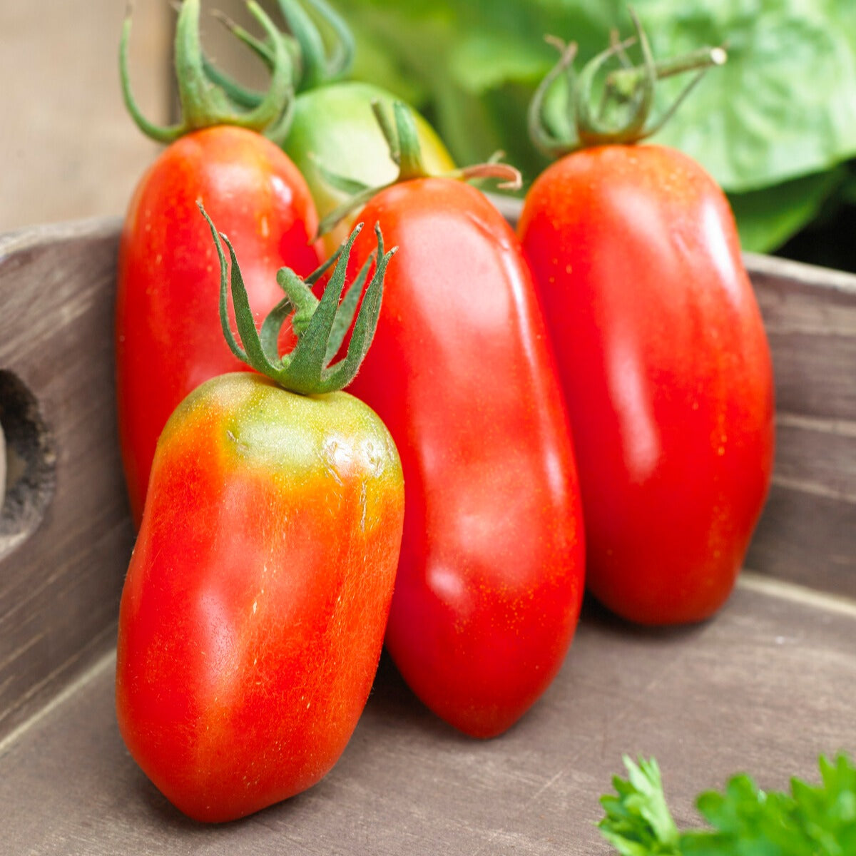 Bakker Potager Collection 3 tomates Coeur Boeuf sachets sauce